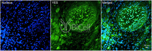 YES (YES1) Antibody