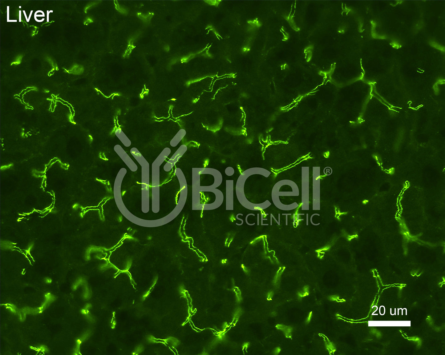 ZO-1 (Tjp1) Antibody (C-Terminus) - Western Blot Validated