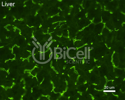 ZO-1 (Tjp1) Antibody (C-Terminus)