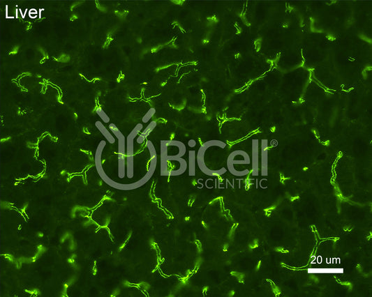ZO-1 (Tjp1) Antibody (C-Terminus)