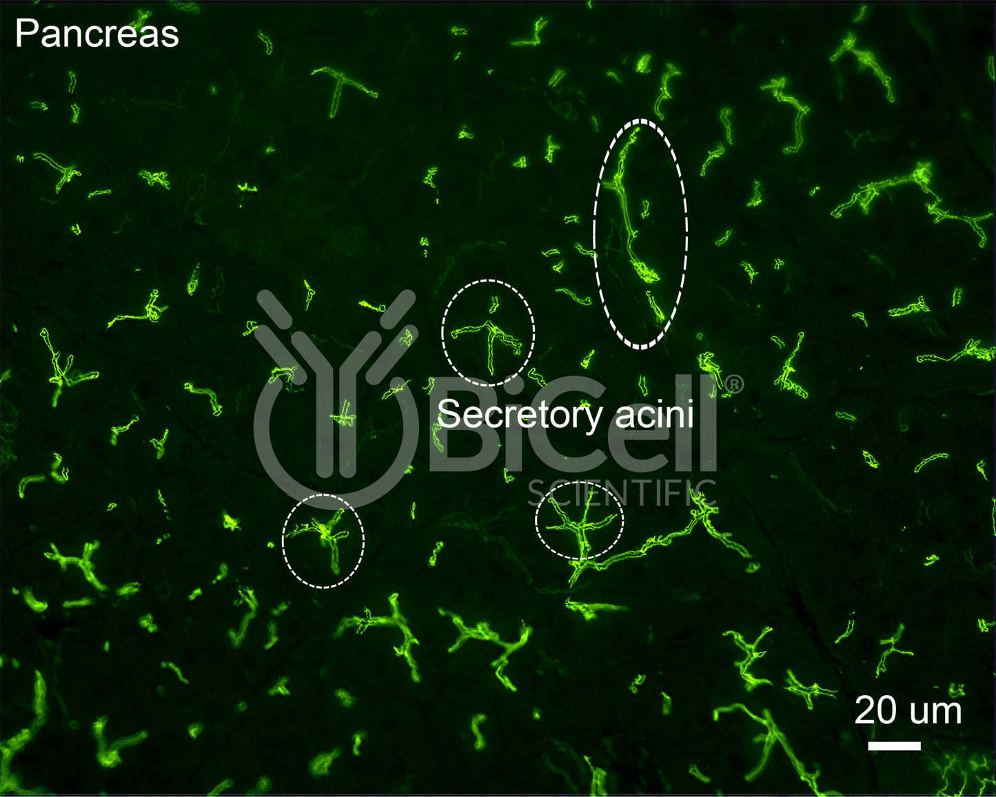 ZO-1 (Tjp1) Antibody (C-Terminus) - Western Blot Validated