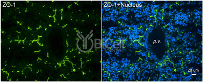 ZO-1 (Tjp1) (C-Terminus) Monoclonal Antibody (F11 Clone) - Western Blot Validated