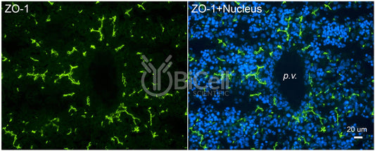 ZO-1 (Tjp1) (C-Terminus) Monoclonal Antibody (F11 Clone) - Western Blot Validated