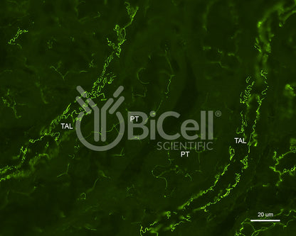 ZO-1 (Tjp1) Antibody (C-Terminus)