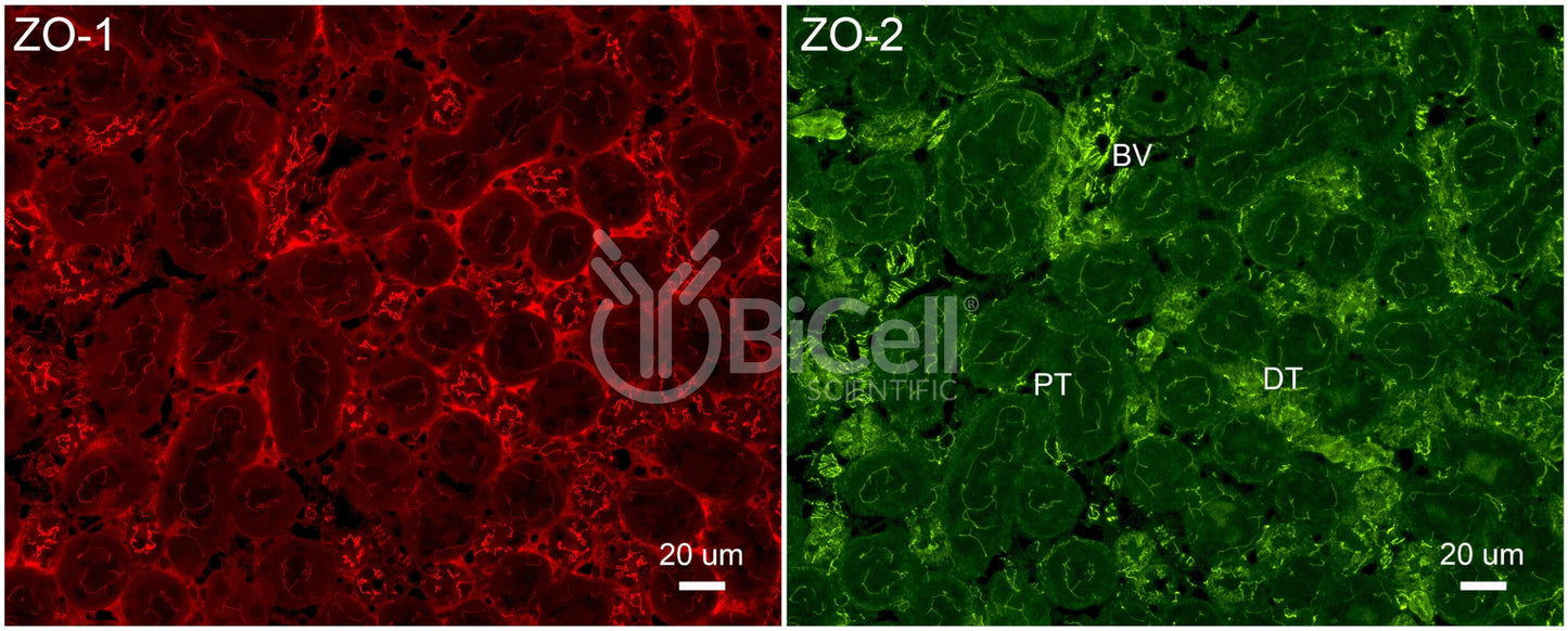 ZO-2 (Tjp2) Antibody
