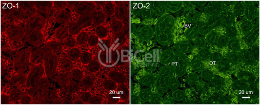 ZO-2 (Tjp2) Antibody