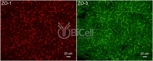 ZO-3 (Tjp3) Antibody