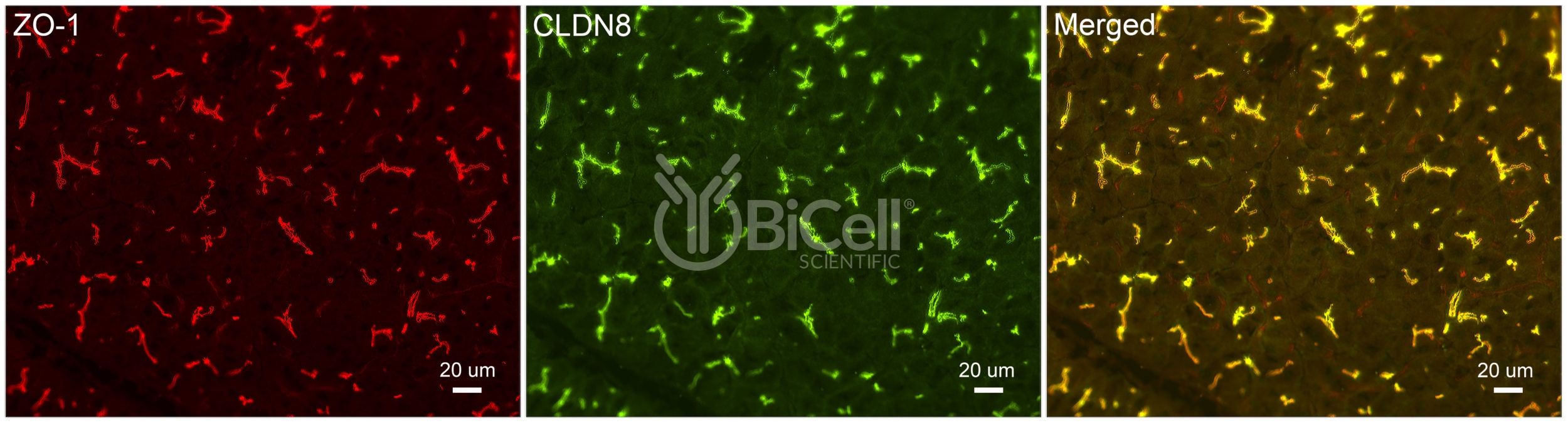 Claudin-8 (CLDN8) Antibody