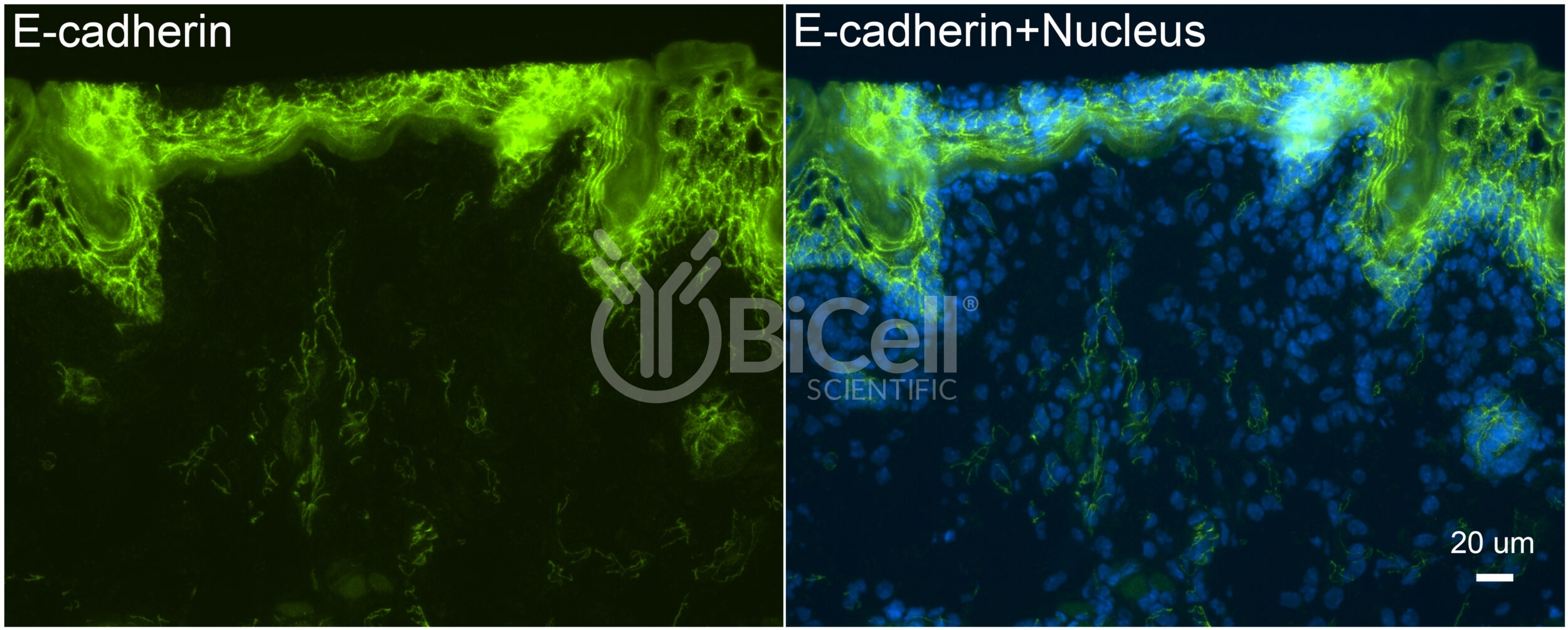 E-Cadherin (Cdh1 or CD324) Antibody