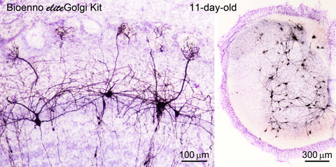 eliteGolgi Kit