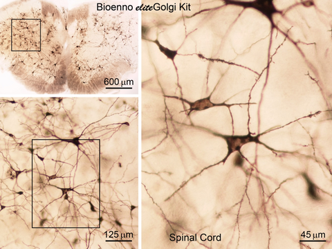 eliteGolgi Kit