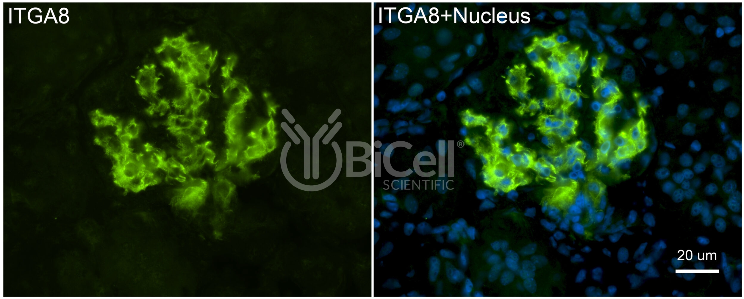 Integrin alpha-8 (ITGA8) Antibody
