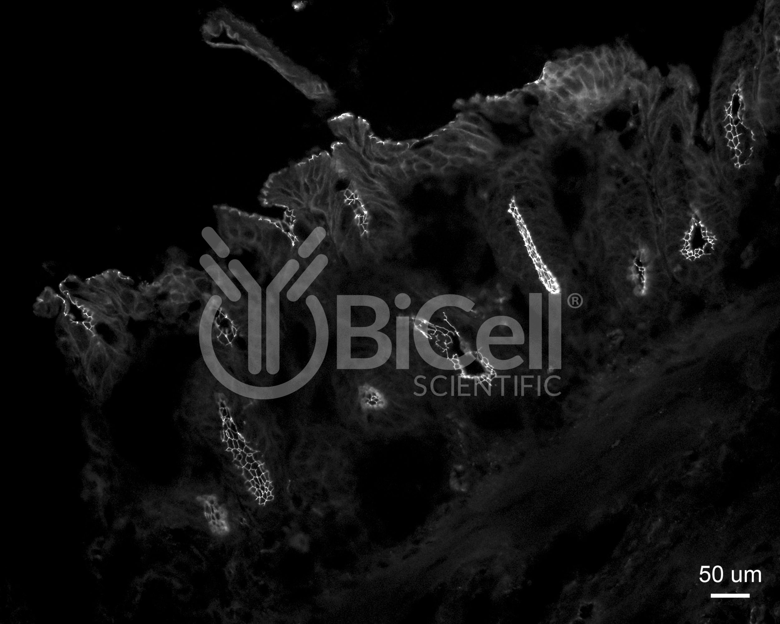 ZO-1 (Tjp1) Antibody (N-Terminus)