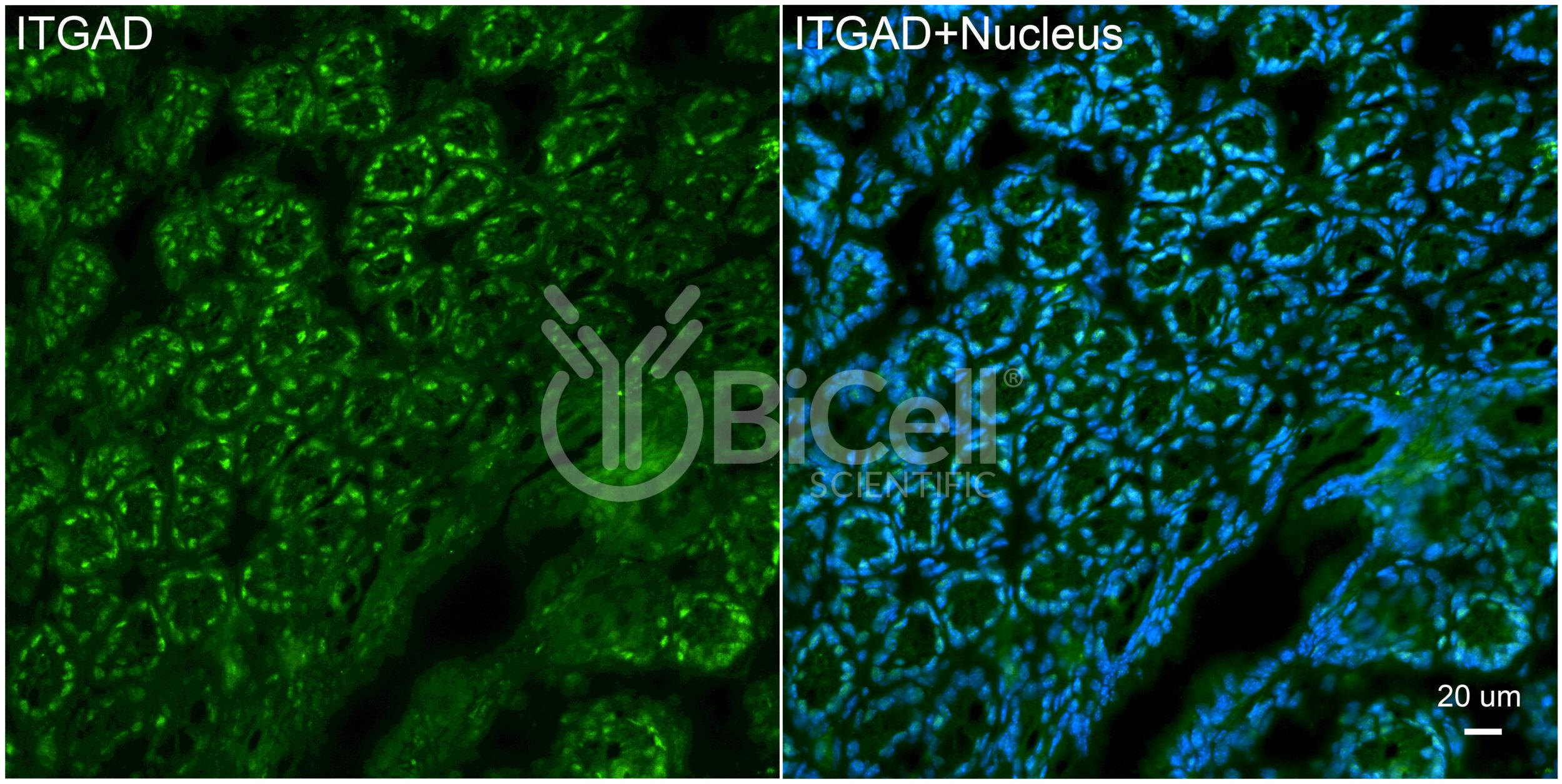 Integrin alpha-D (ITGAD or CD11d) Antibody