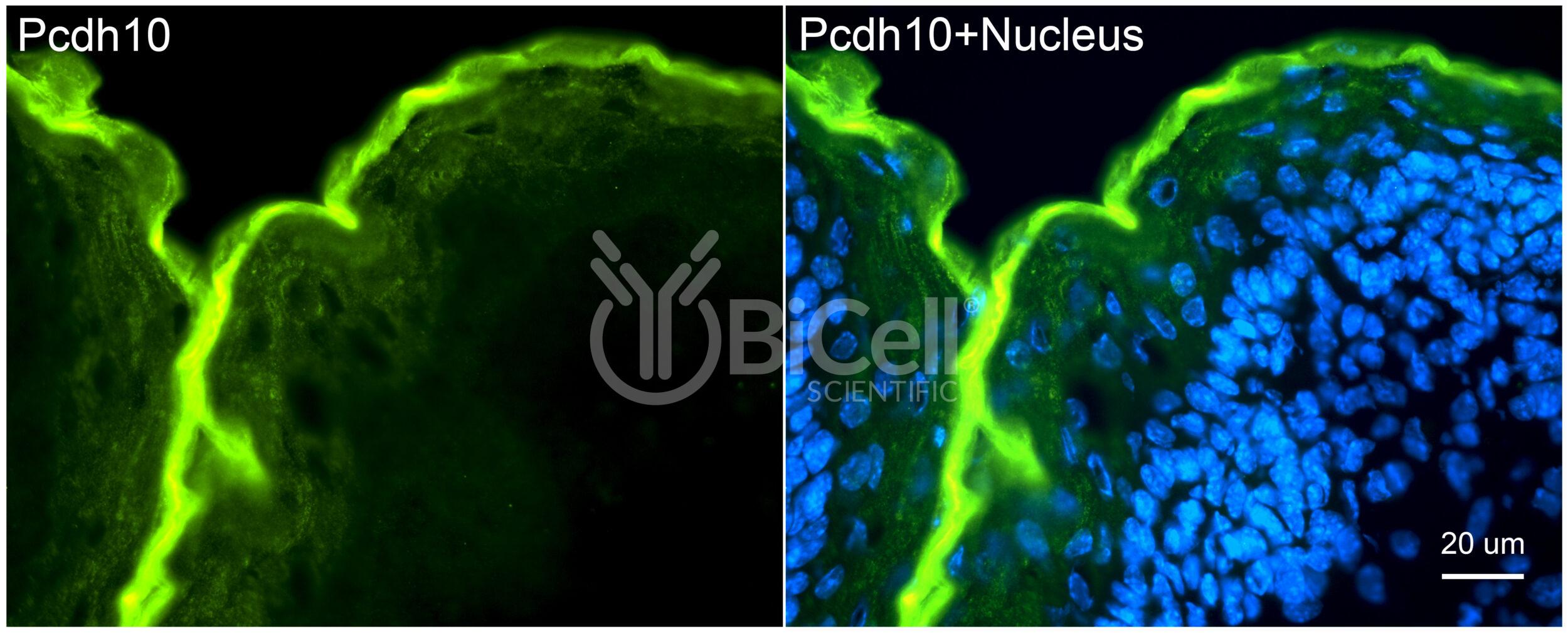 ProtoCadherin-10 (PCDH10 or OL-PCDH) Antibody