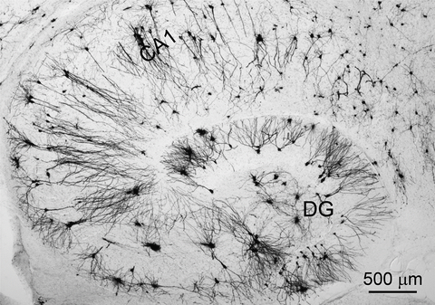 superGolgi Kit