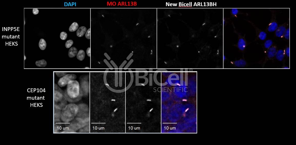 ARL13B (Human) (ARL2L1) HiRe Antibody