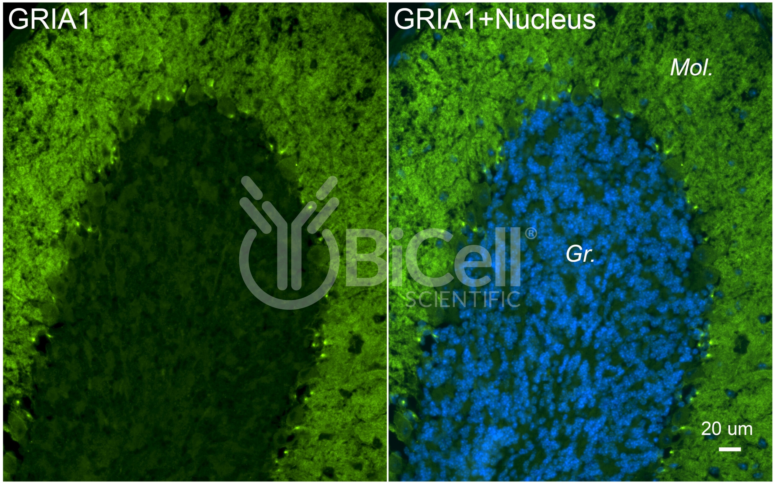 GRIA1 (GluR1 or GluA1) Antibody