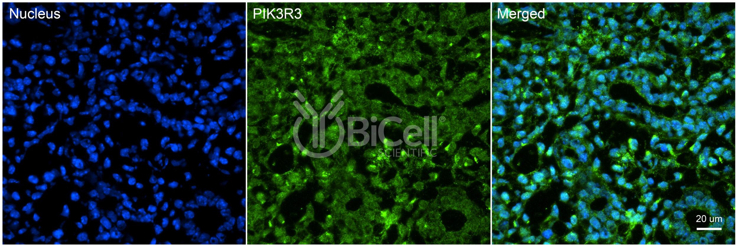 PIK3R3 (p55 or p55-gamma) Antibody