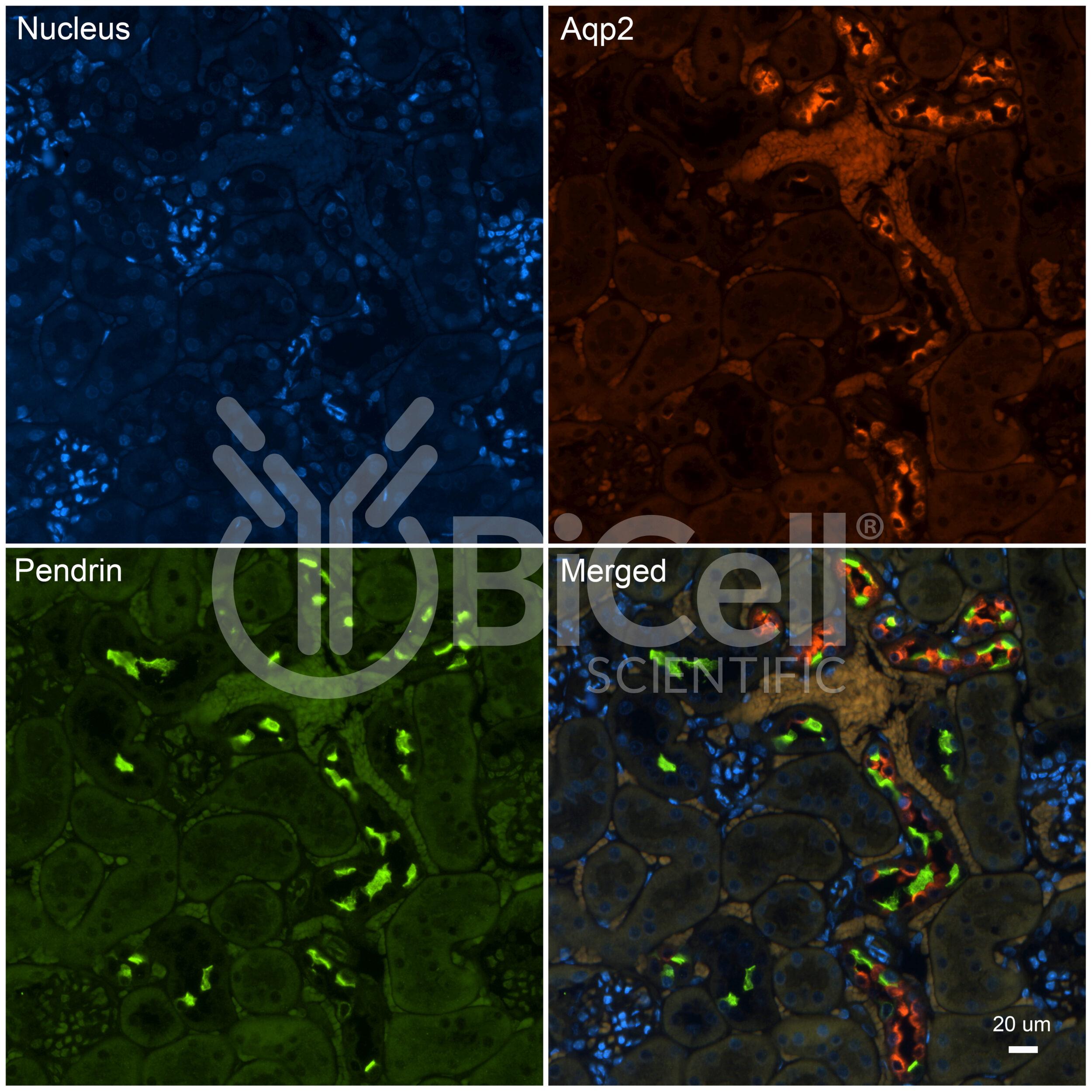 Pendrin (Slc26a4) Antibody