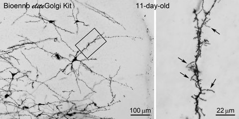 eliteGolgi Kit