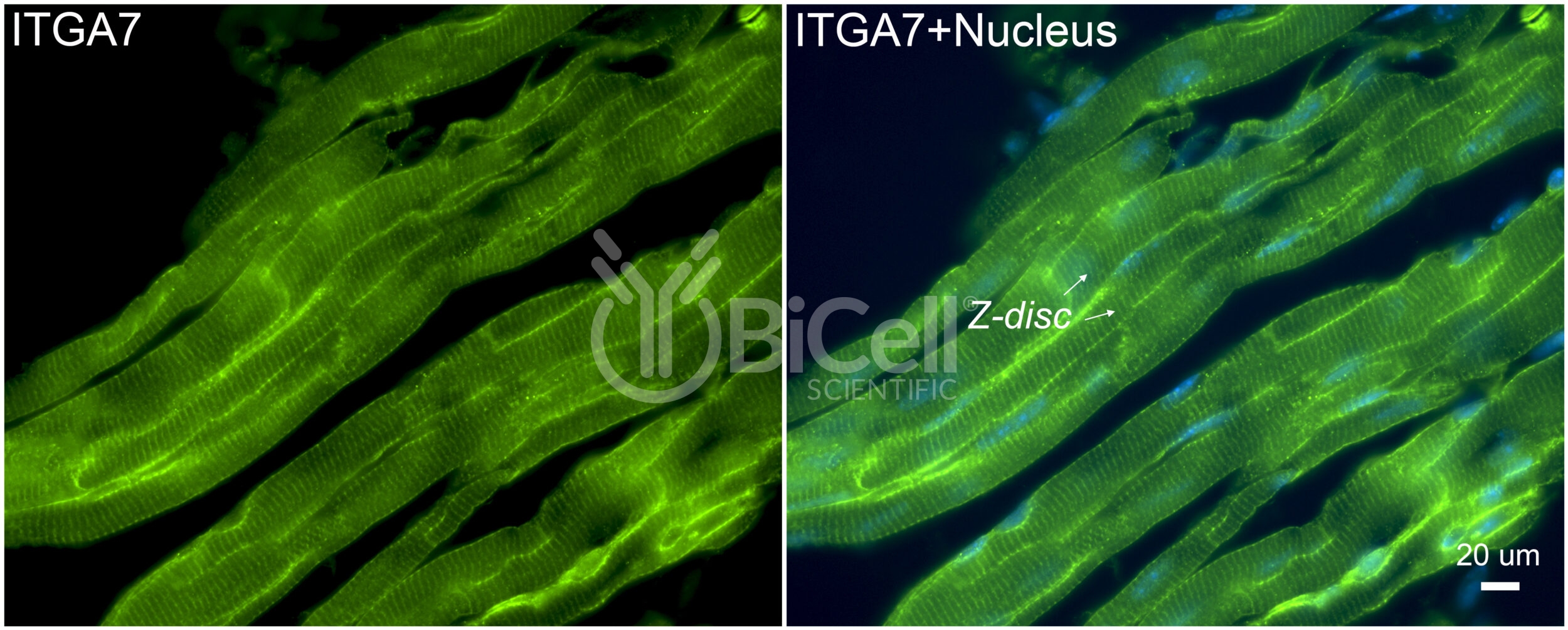 Integrin alpha-7 (ITGA7) Antibody