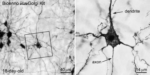 eliteGolgi Kit