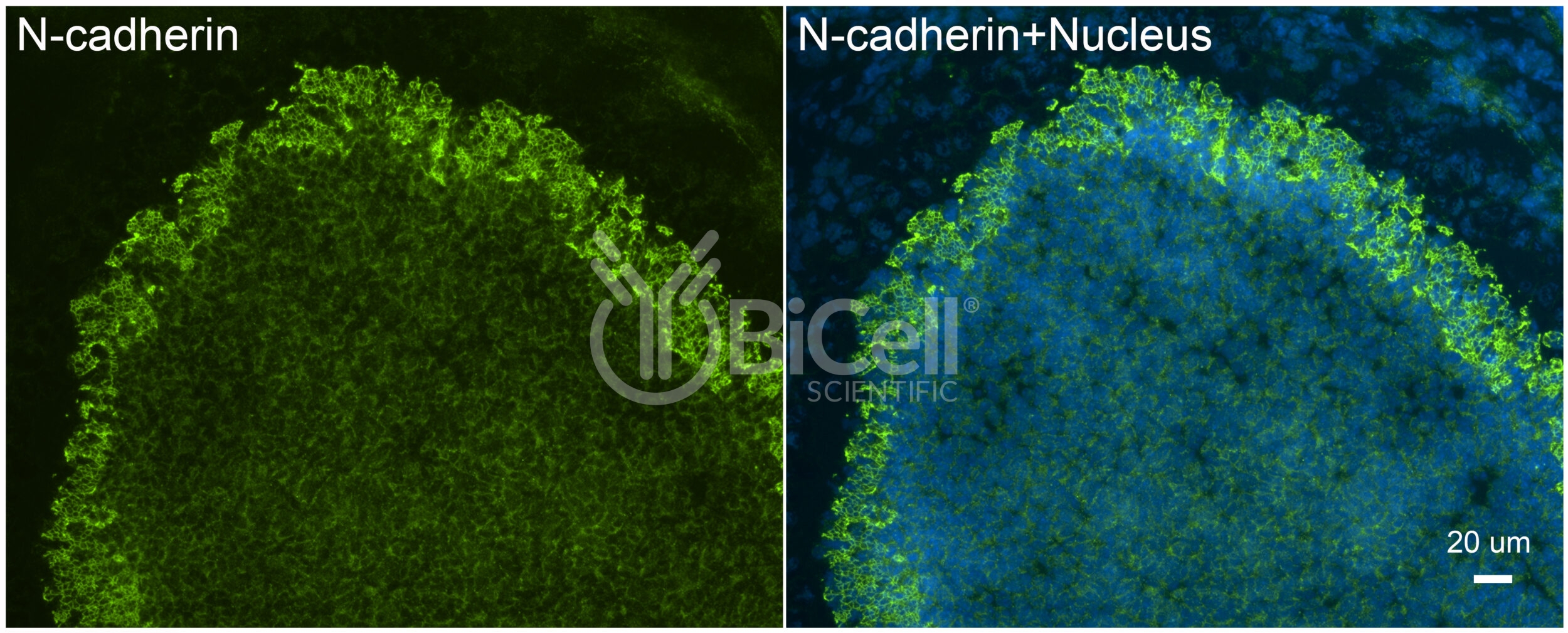 N-Cadherin (Cdh2 or CD325) Antibody