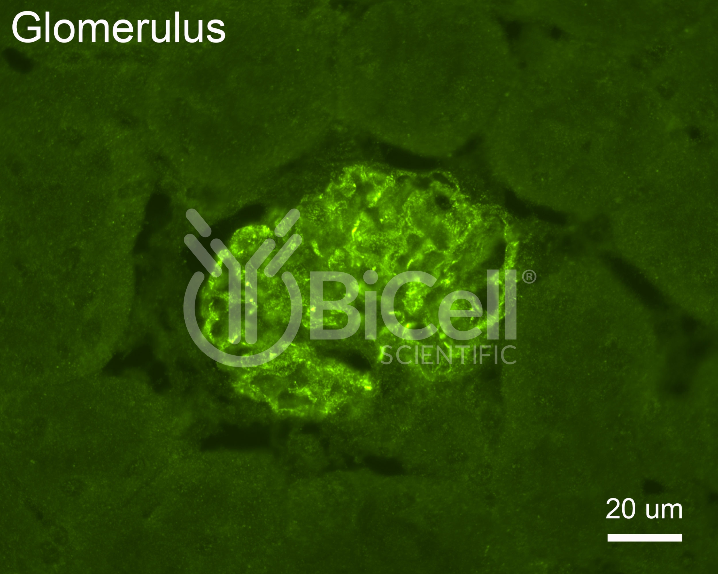 Synaptopodin (SYNPO) Antibody