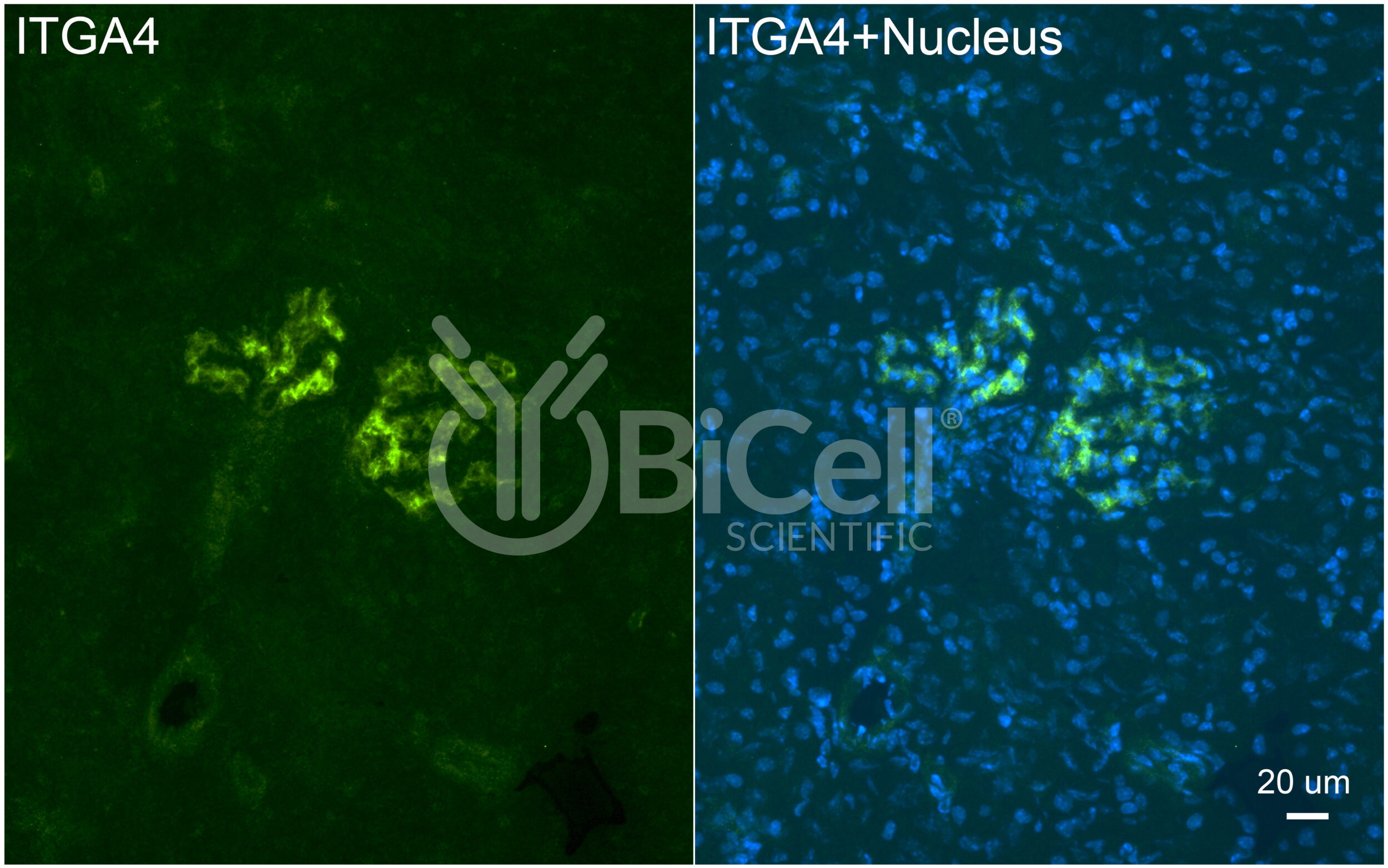 Integrin alpha-4 (ITGA4 or CD49d) Antibody