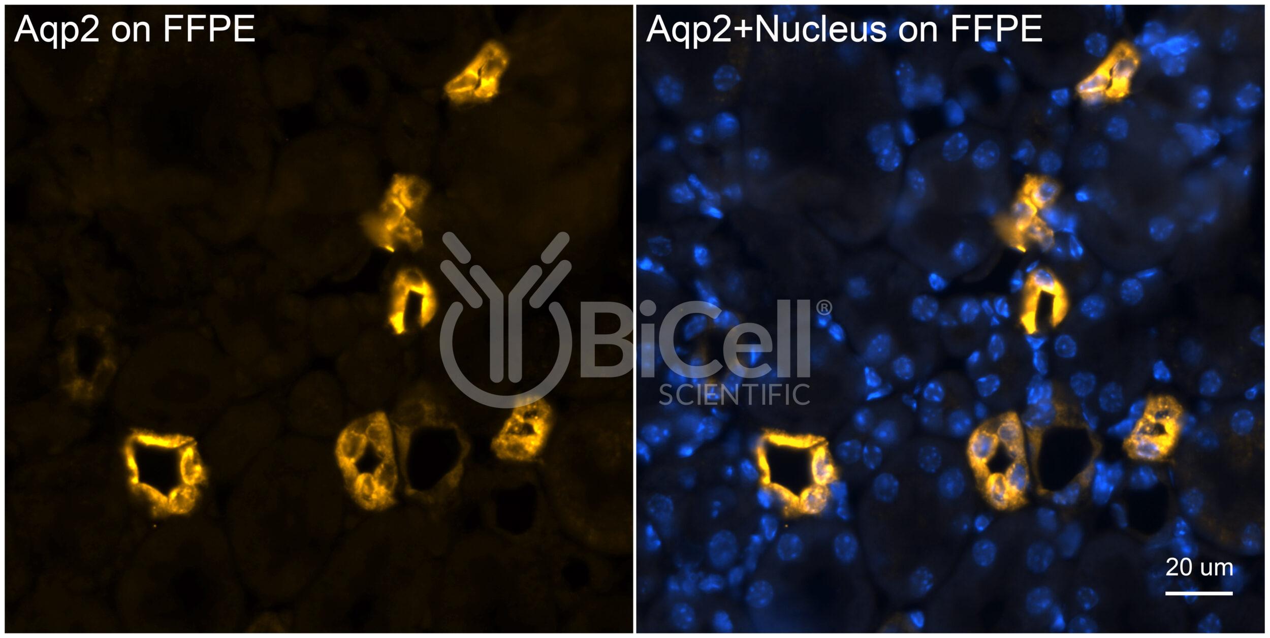 Aquaporin-2 (AQP2) (rat) Antibody
