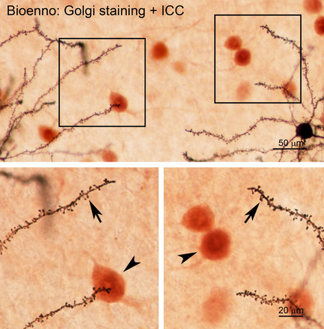 sliceGolgi Kit