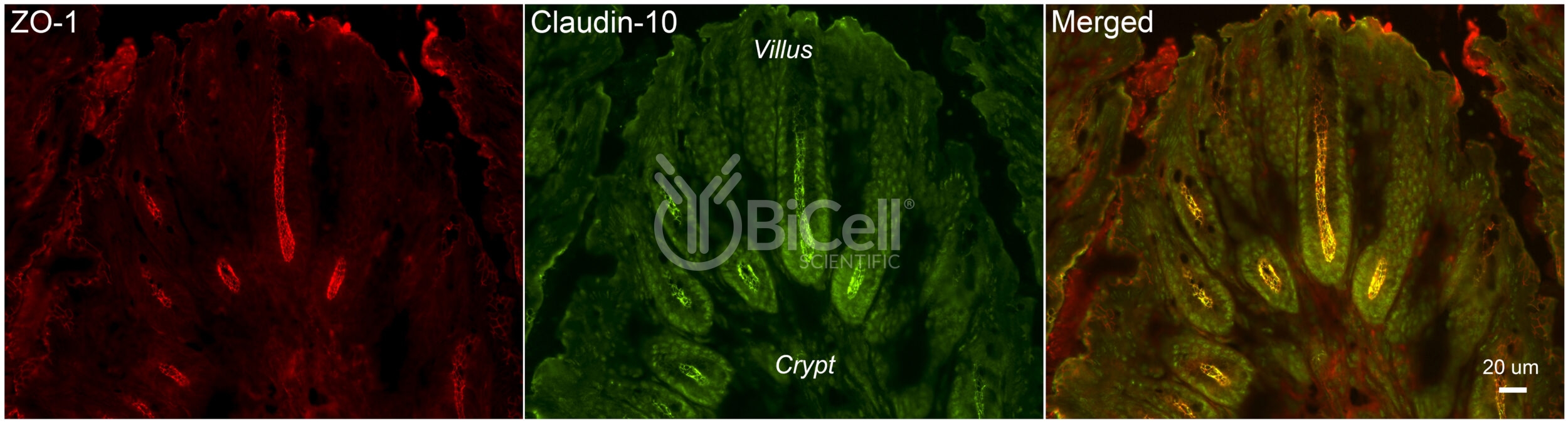 Claudin-10 (CLDN10) Antibody