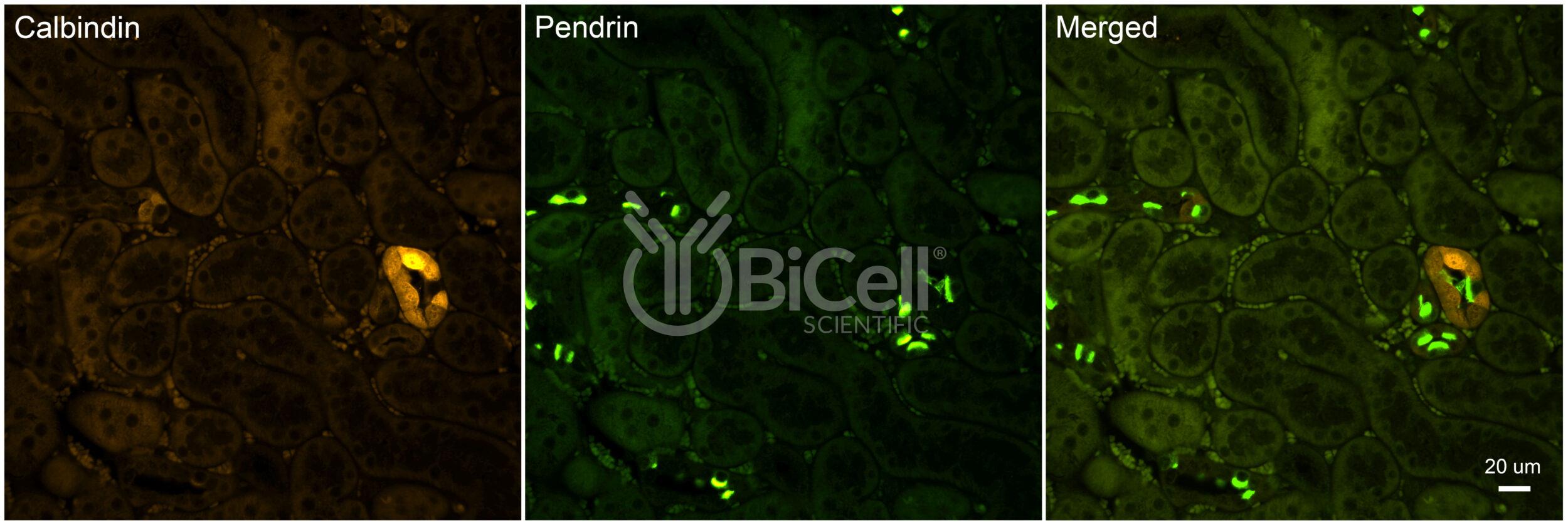 Pendrin (Slc26a4) Antibody