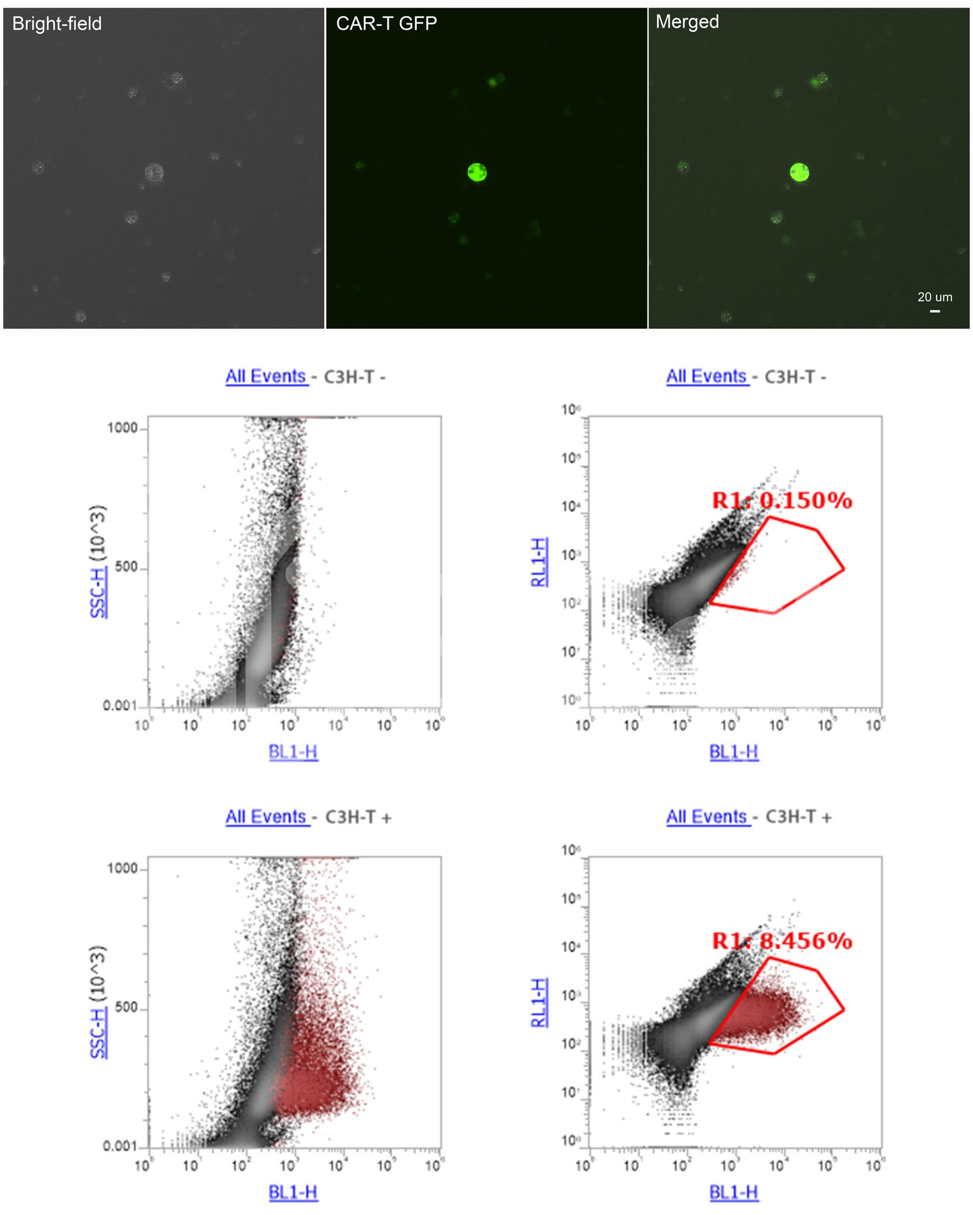 Mouse CAR-T Cell (mCD19-1D3-scFv-CD28-CD3)