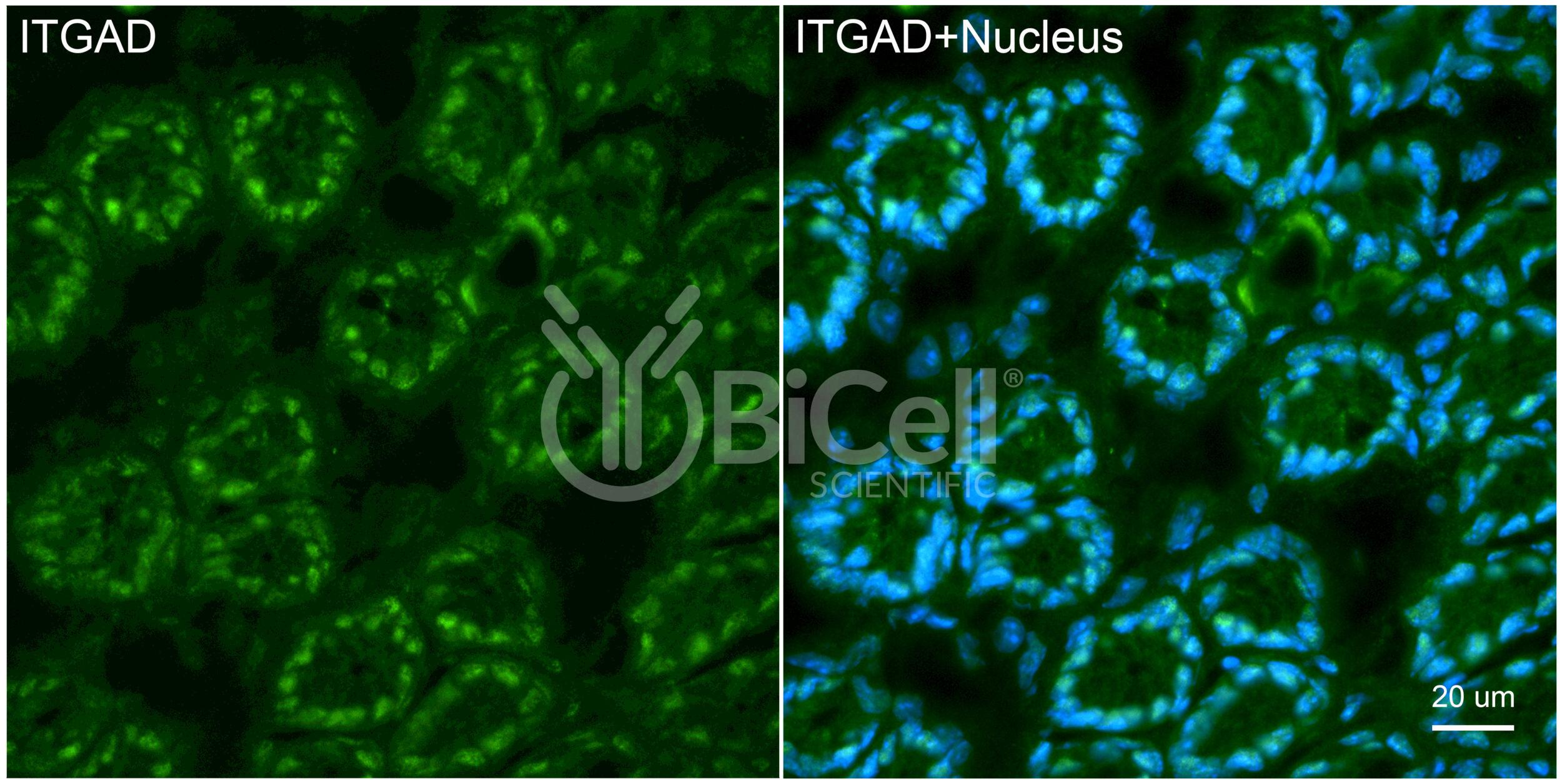 Integrin alpha-D (ITGAD or CD11d) Antibody