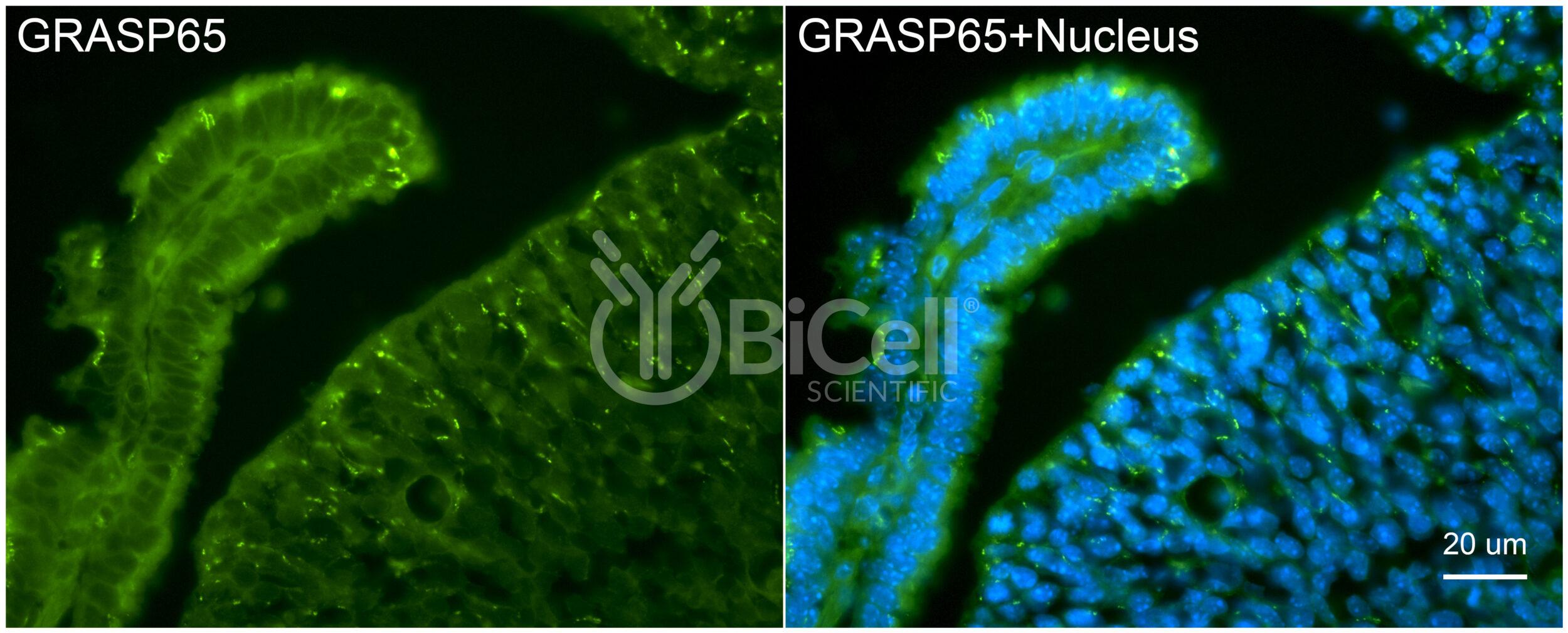GRASP65 (GORASP1) Antibody