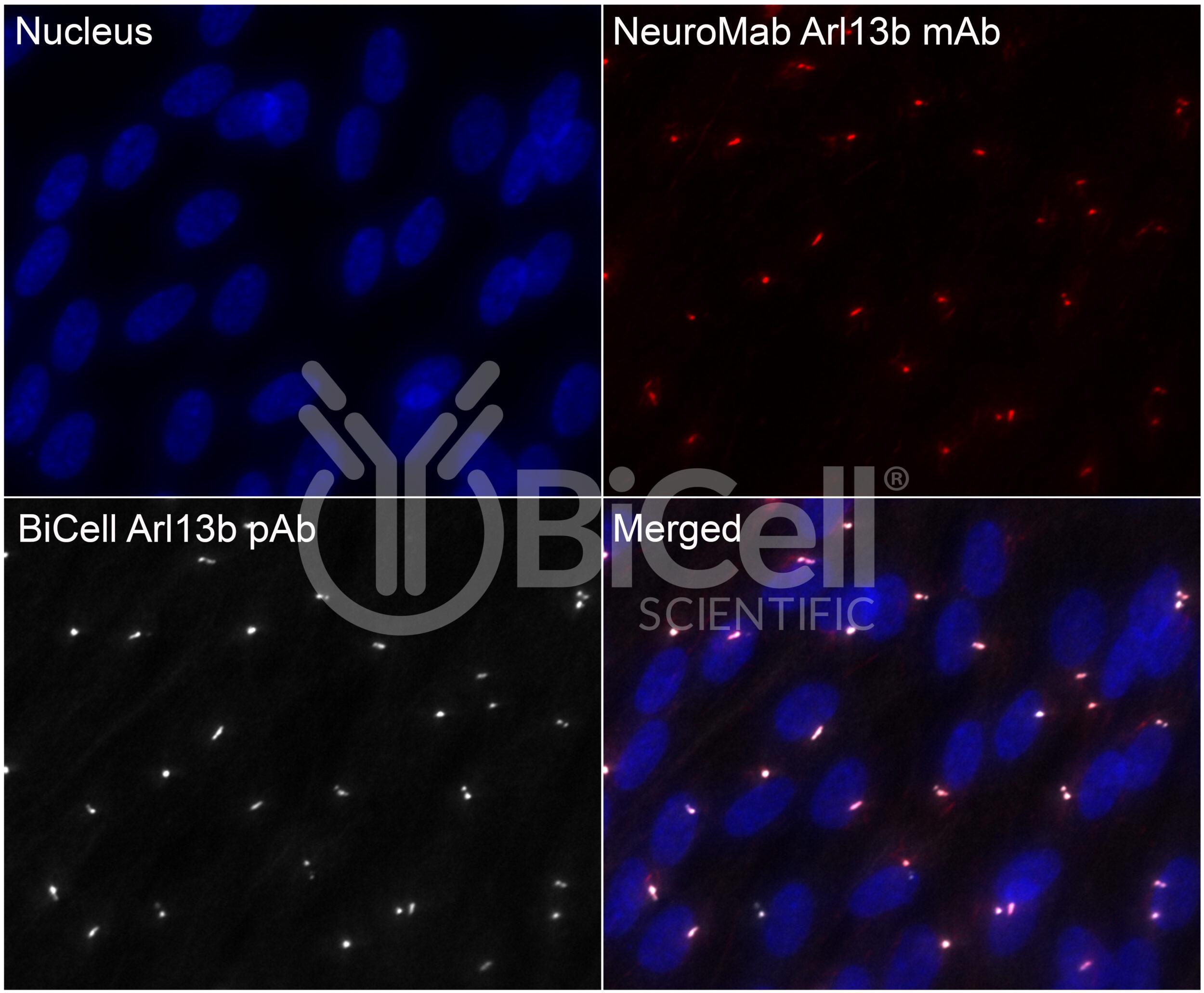 ARL13B (Human) (ARL2L1) HiRe Antibody