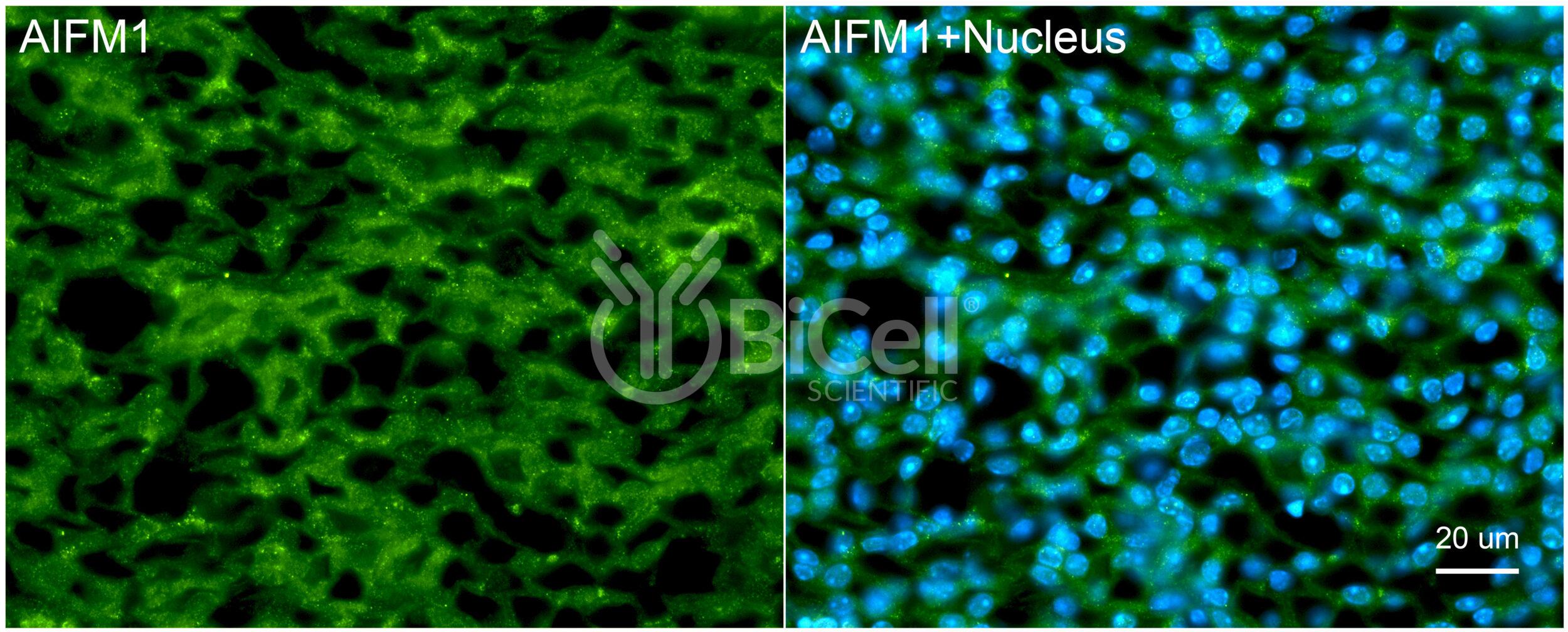 AIFM1 (AIF or AUNX1) Antibody