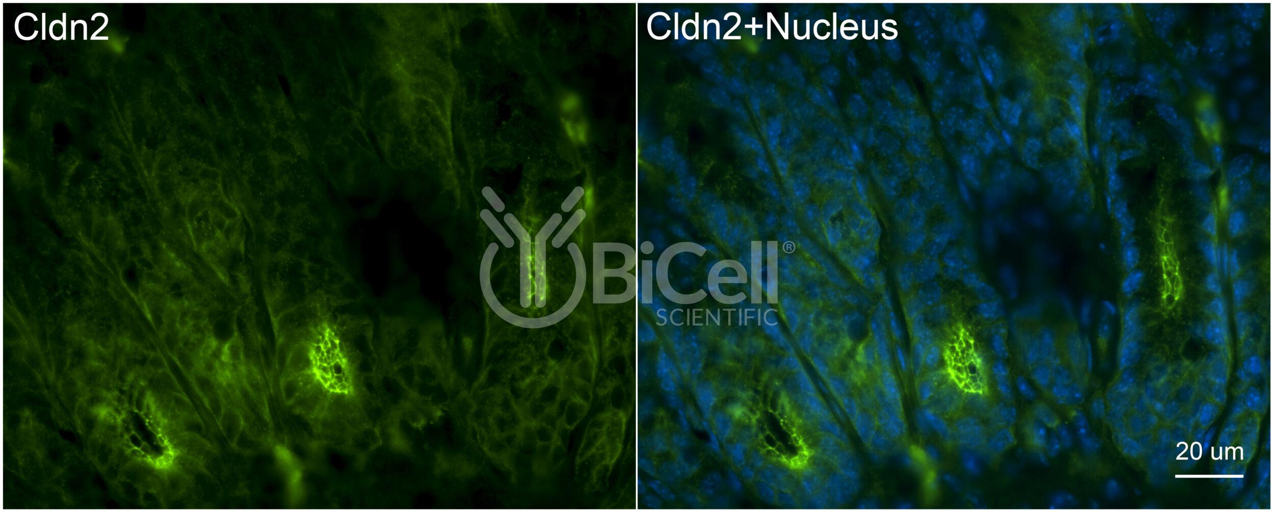 Claudin-2 (CLDN2) Monoclonal Antibody (G2 Clone)