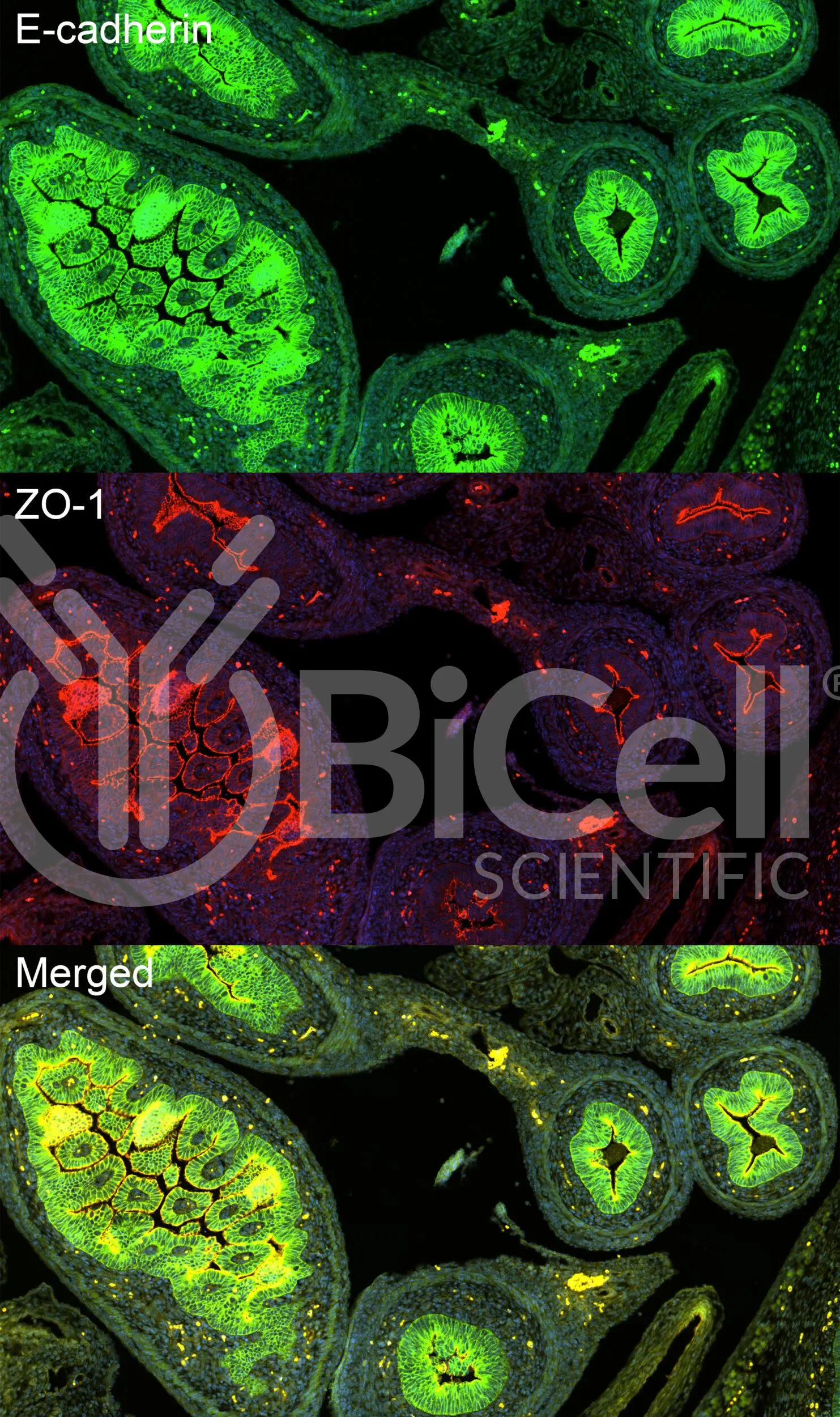 Complete IHC Kit for FFPE Section