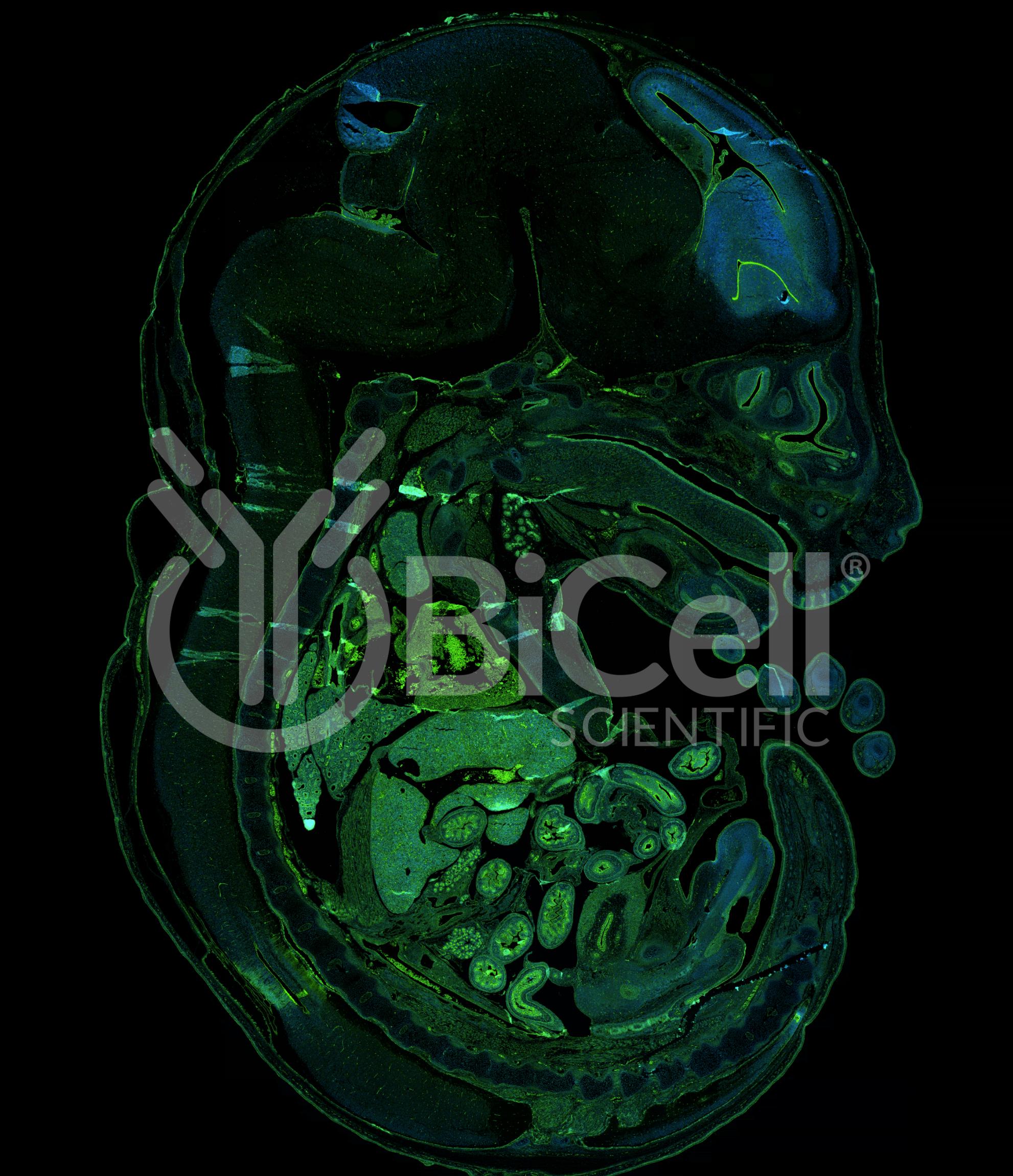 Beta-Catenin (Ctnnb1) Antibody