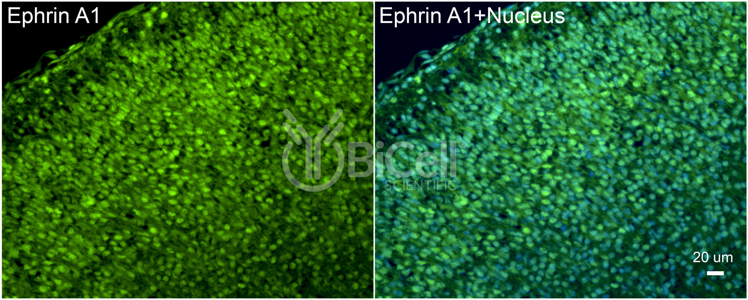 Ephrin A1 (EFNA1) Antibody