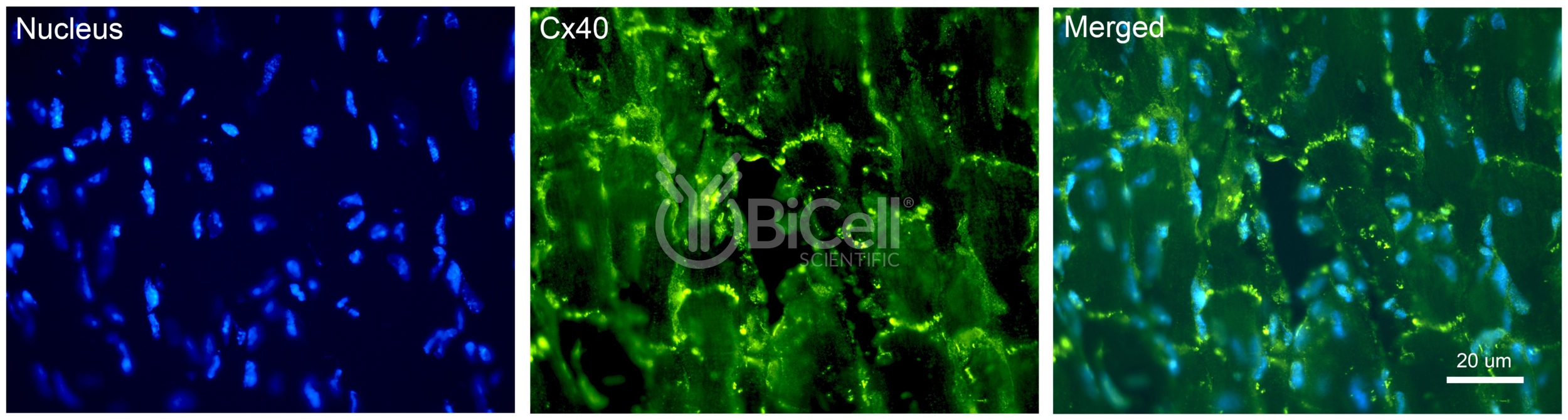 Connexin-40 (Cx40 or Gja5) Antibody