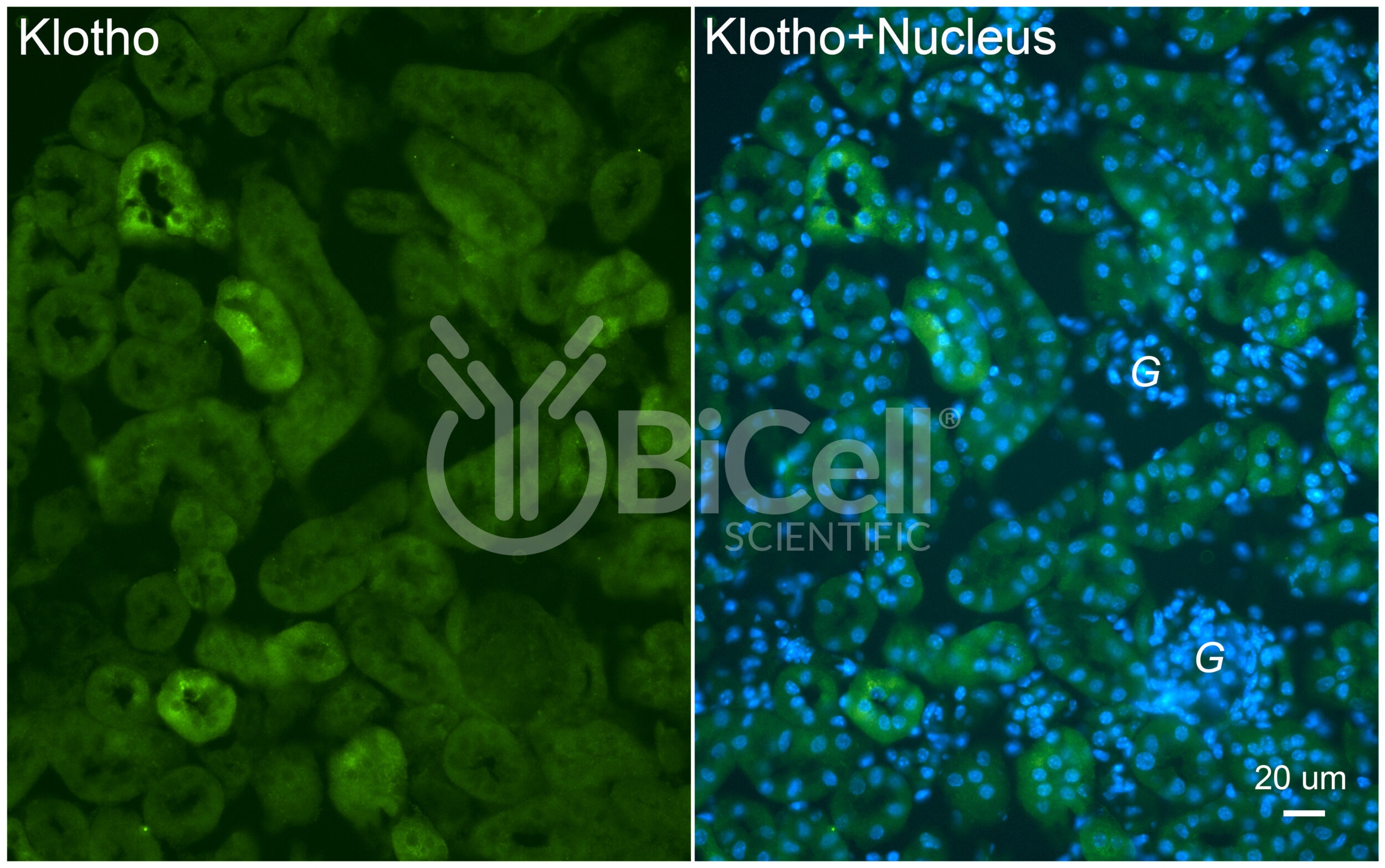 Klotho (KL) Antibody