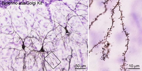 eliteGolgi Kit