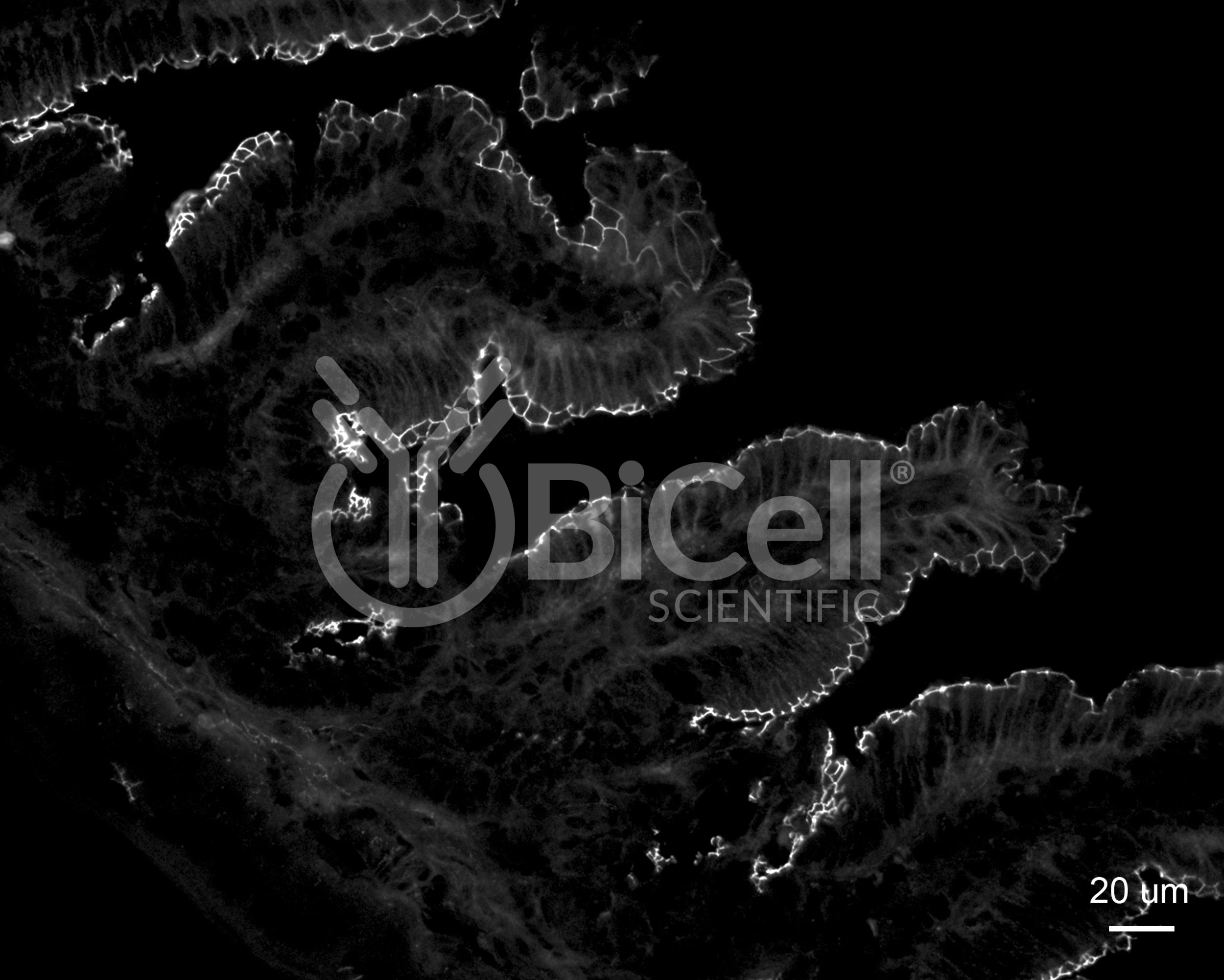ZO-1 (Tjp1) Antibody (N-Terminus)