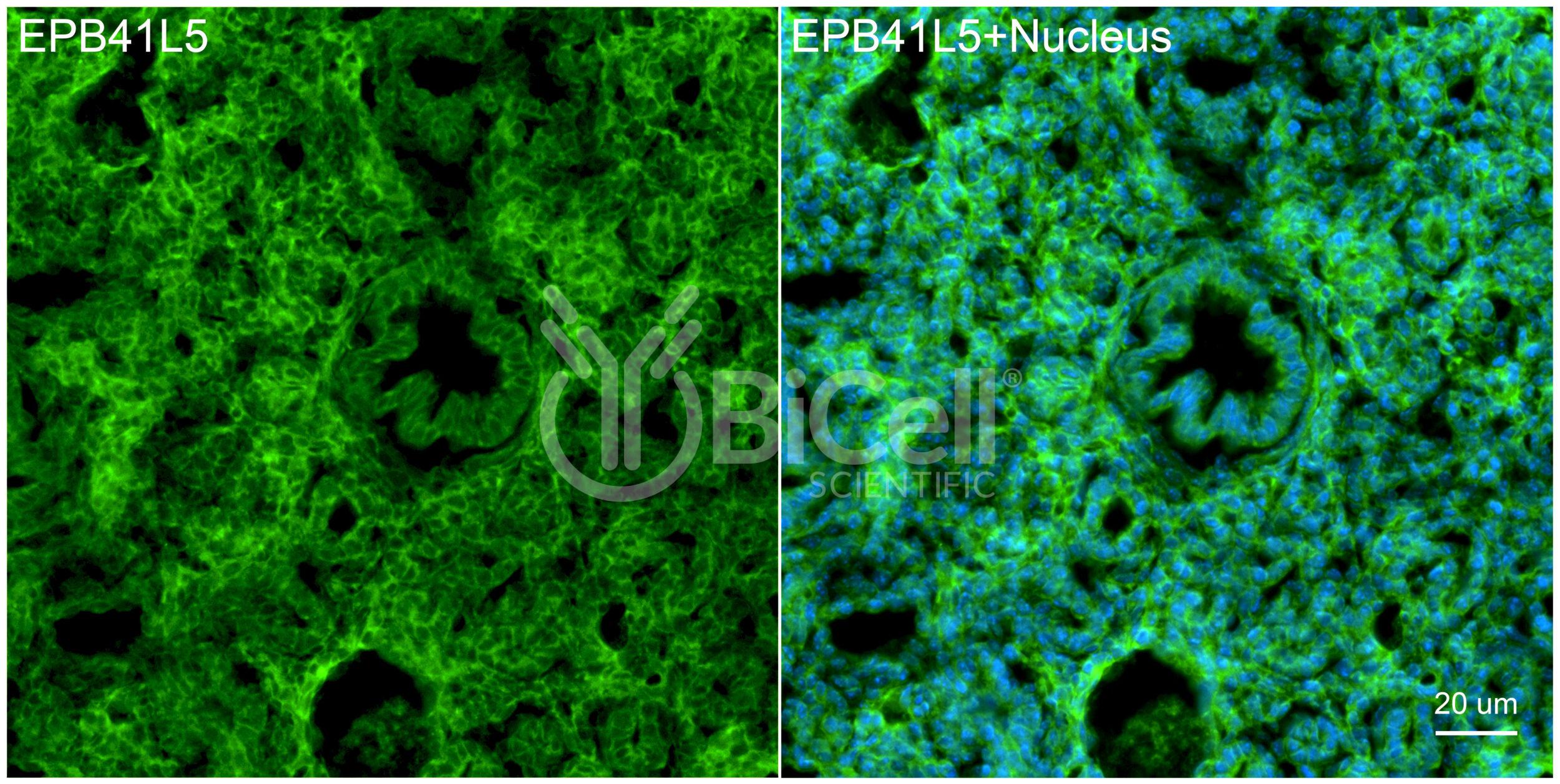 EPB41L5 Antibody